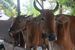 109 ekor sapi di Bangka Belitung sembuh dari PMK