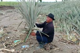 Petani nanas di Kediri terdampak banjir