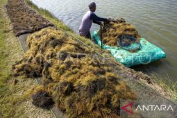 Akademisi Unpatti: pengembangan rumput laut tingkatkan ekonomi daerah