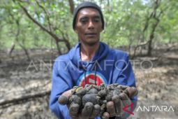 Guru Besar Unpatti: Hlirisasi siput lola tingkatkan ekonomi daerah