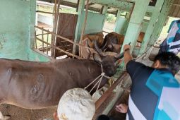 DKPP Belitung vaksin ratusan ekor sapi cegah PMK