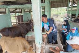 Dokter hewan: Vaksinasi perkecil peluang sapi tertular PMK