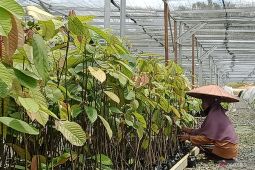 Persemaian Mentawir Penajam  penuhi kebutuhan penghutanan kembali IKN