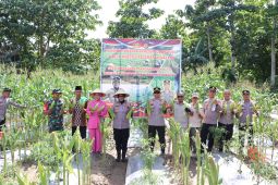 Polres Buru panen dua hektare jagung  dukung ketahanan pangan