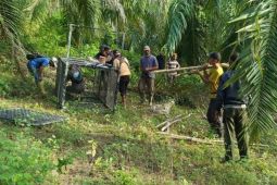 BKSDA pasang perangkap atasi interaksi negatif harimau di Aceh Timur