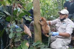 PT Timah lepasliarkan satwa endemik Babel peringati Hari Primata