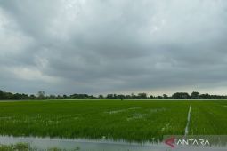 Sawah 717 ha di Kudus tergenang banjir