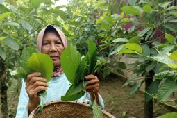 DPRD Kapuas Hulu soroti Kemendag terkait regulasi teknis ekspor kratom