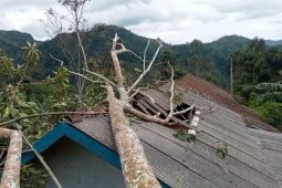BPBD Garut imbau warga waspadai ancaman pohon tumbang