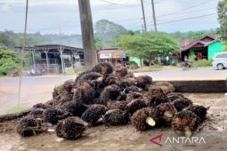 Harga jual TBS kelapa sawit di Bengkulu periode Februari 2025 Rp2.640 per kg