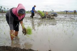 Delegasi DKI kunjungi Sidoarjo untuk tanam padi dan dukung ketahanan pangan