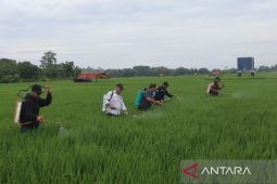 Diskatan Kuningan menggencarkan Gerdal OPT jaga produktivitas padi
