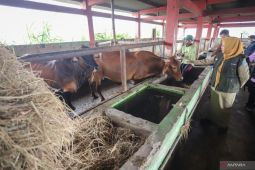 Disnakeswan Lamongan dapat tambahan 20 ribu dosis vaksin