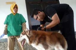 Madiun sediakan layanan kesehatan hewan peliharaan