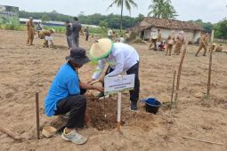 Kementan: Target tanam padi lahan kering di Lampung capai 12.141 hektare