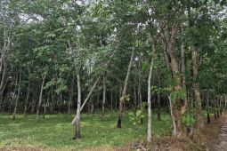 Peneliti BRIN dorong upaya pengelolaan hutan berbasis masyarakat