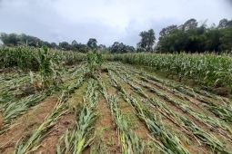 Banjir di Bengkayang mengakibatkan kerugian Rp17 miliar di sektor pertanian