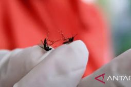 Selama Januari 2025 terdapat 55 kasus DBD di Purwakarta