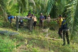BKSDA geser lokasi pemasangan kadang jebak harimau di Aceh Timur