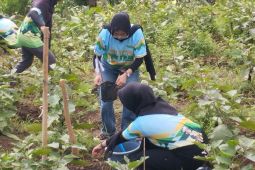 Bakti Lingkungan Djarum Foundation tanam 2 juta pohon lebih di berbagai daerah