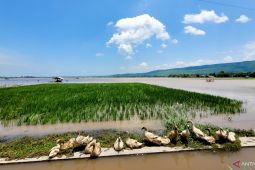 Ratusan hektare sawah di Situbondo kebanjiran