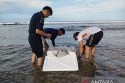 Oknum polisi jadi tersangka penyelundupan BBL ilegal