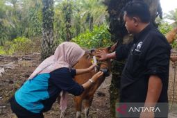 Disnakeswan Bengkulu catat 199 ekor ternak terkena PMK