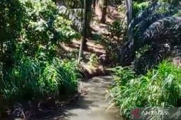 Sawah irigasi di Mukomuko terancam alih fungsi jadi sawit