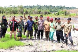 Bupati Kukar  tanam padi untuk semangati petani raih ketahanan pangan