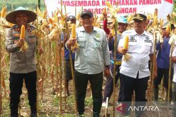 Diskatan Kuningan memperluas areal tanam jagung hingga 500 hektare