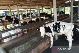 Pemkab Kuningan memastikan 95 sapi sembuh dari PMK