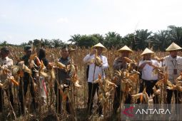 Panen jagung perdana  di Penajam dukung ketahanan pangan nasional