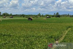Pemkot Bengkulu ajukan bantuan bibit padi untuk 1.004 petani