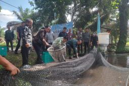 BI Babel-Pokdakan Pinang Raya panen 3,4 ton ikan air tawar