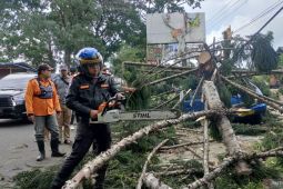 Polres Cianjur koordinasi pemangkasan pohon tua rawan tumbang