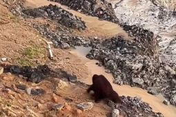 BKSDA Kaltim  kerahkan tim cari keberadaan orangutan di area tambang