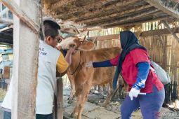 Disnakkan Situbondo lakukan pengobatan hewan ternak terdampak banjir