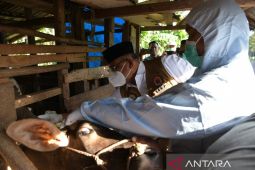 PJ Gubernur: Aceh berhasil tekan PMK, hanya tersisa empat kasus