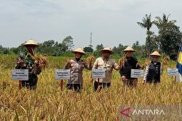 Kementan: stok benih padi pada Februari 14 ribu ton