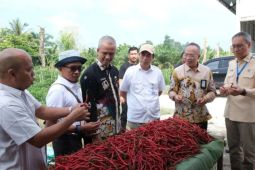Kampar panen perdana cabai merah