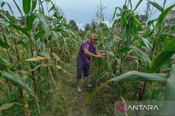 Pemkot panen jagung hasil warga binaan di kebun Lapas Kendari