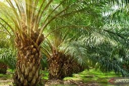 Harga TBS kelapa sawit di Jambi mulai bergerak naik