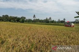Bantul targetkan luas tanam padi seluas 34.482 hektare