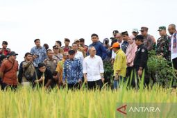 Harga gabah dari petani tidak boleh dibeli di bawah HPP
