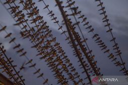 Indonesia warns of Nipah virus risk from migrating birds, bats