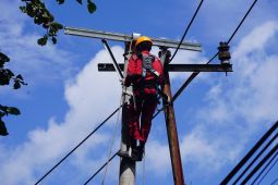 PLN UIW MMU lakukan pemeliharaan jaringan distribusi di Pulau  Ambon