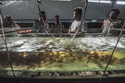 Pengawasan pembudi daya dan pedagang ikan endemik