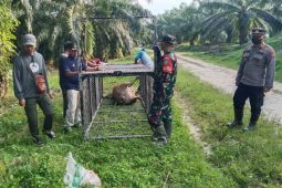 BKSDA pasang kandang jebak atasi gangguan harimau di Aceh Timur