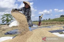 Mentan tegaskan harga gabah pada masa panen tidak boleh turun dari HPP Rp6.500