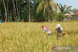 Penyerapan maksimal GKP saat musim panen stabilkan harga